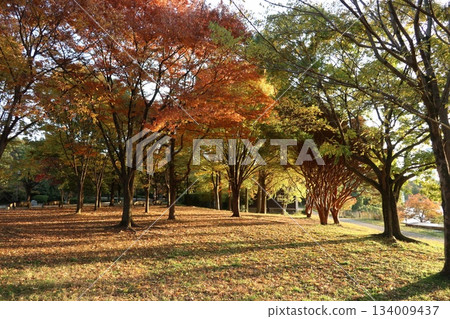 Autumn/Autumn Leaves Osaka Flower Expo Memorial Park Tsurumi Ryokuchi Autumn/Autumn Leaves Osaka Flower Expo Memorial Park Tsurumi Ryokuchi 134009437