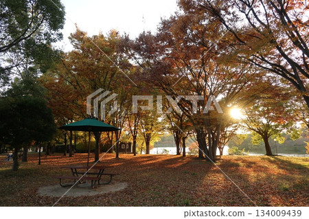 Autumn/Autumn Leaves Osaka Flower Expo Memorial Park Tsurumi Ryokuchi 134009439