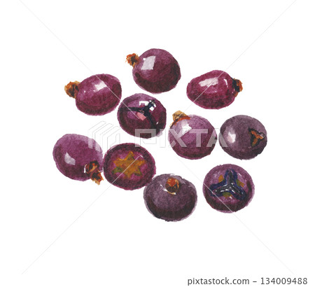 Juniper berries painted in watercolor Juniper berries painted in watercolor 134009488