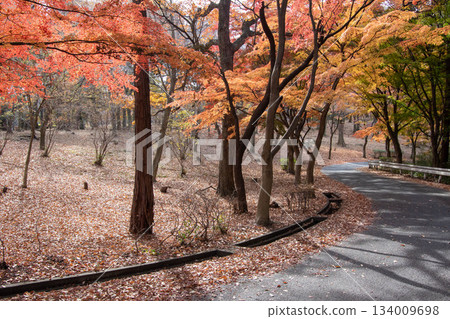 Autumn Leaves Forest: Promenade at Mine Park in Gunma Prefecture 134009698