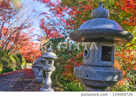Stone lanterns and autumn leaves on the approach to Shomyoji Temple Stone lanterns and autumn leaves on the approach to Shomyoji Temple 134009726