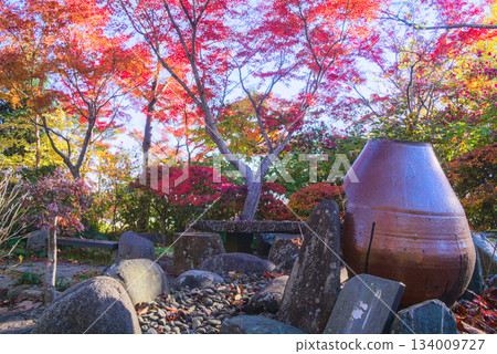 Autumn leaves and stone lanterns in the Shomyoji Temple garden Autumn leaves and stone lanterns in the Shomyoji Temple garden 134009727