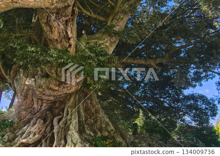 The majestic Shii tree towering over Shomyoji Temple The majestic Shii tree towering over Shomyoji Temple 134009736