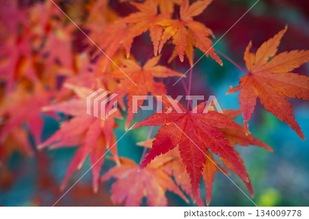 Maple leaves against a background of fantastic colors Maple leaves against a background of fantastic colors 134009778