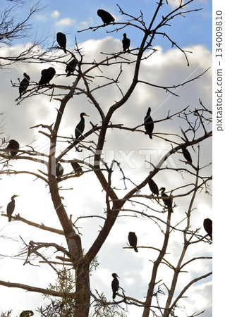 A flock of cormorants perched on a branch 134009810