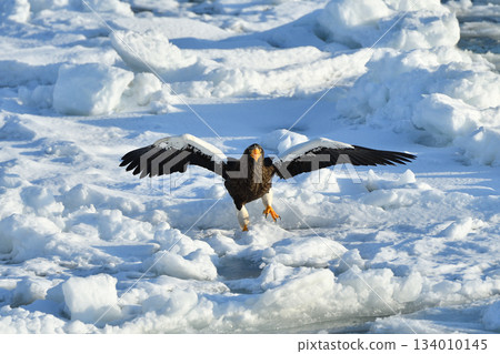 Steller's sea eagle, drift ice of Rausu, Shiretoko peninsula, Hokkaido 134010145