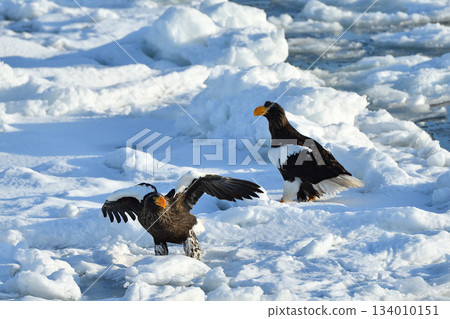 Steller's sea eagle, drift ice of Rausu, Shiretoko peninsula, Hokkaido 134010151