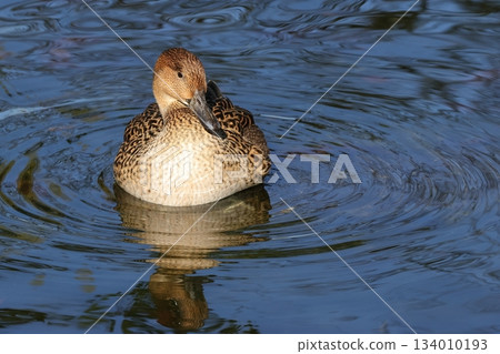 A female Northern Pintail, a winter migratory bird, came to the park pond 134010193