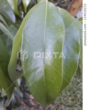 Close-Up Of Large Glossy Green Leaves From A Garden Plant For Nature Stock Photo Close-Up Of Large Glossy Green Leaves From A Garden Plant For Nature Stock Photo 134010233