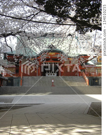 Cherry blossoms in full bloom and a vibrant vermilion shrine | A historic shrine with stone steps | Japanese traditions and spring 134010255