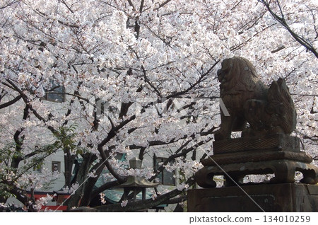 Stone guardian lion statues with cherry blossoms in full bloom behind them | Guardian lion statues and spring flowers | Shrine scenery Stone guardian lion statues with cherry blossoms in full bloom behind them | Guardian lion statues and spring flowers | Shrine scenery 134010259