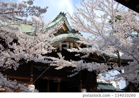 櫻花環繞的傳統日式建築 | 藍天與瓦頂的對比 | 春日里的寺廟與神社 134010260