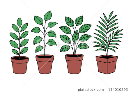 plant, vegetative, foliage plant 134010293