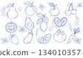 Hand drawn fruit and vegetable line art set (minimal sketch style) 134010357