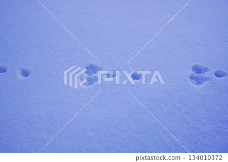 冬季的兔子腳印 冬季的兔子腳印 134010372