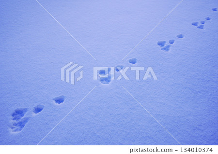 冬季的兔子腳印 134010374