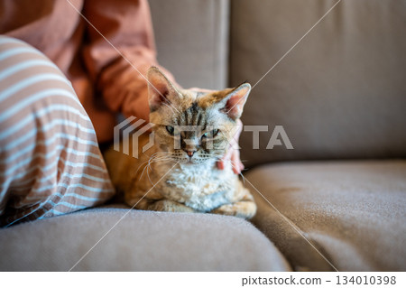 Pet owner hand stroking Devon rex gently while cat purring, relaxing and closing eyes of pleasure 134010398