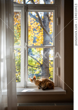 Domestic pet cat sitting on windowsill looking at window on yellow autumn trees. 134010413