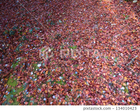 Beautiful fallen leaves covered in red 134010423