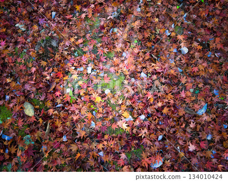 Beautiful fallen leaves covered in red Beautiful fallen leaves covered in red 134010424