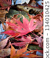 美麗的落葉,覆滿紅色 美麗的落葉,覆滿紅色 134010425