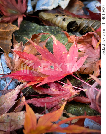 Beautiful fallen leaves covered in red Beautiful fallen leaves covered in red 134010425