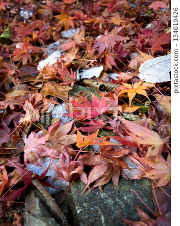 Beautiful fallen leaves covered in red Beautiful fallen leaves covered in red 134010426