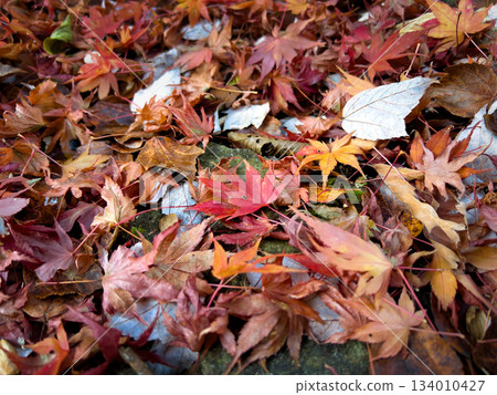 美麗的落葉,覆滿紅色 美麗的落葉,覆滿紅色 134010427