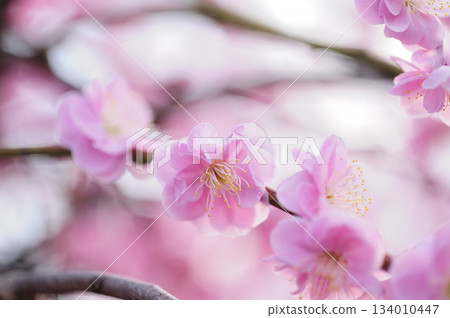 Spring coming 134010447