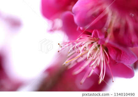 Spring coming 134010490