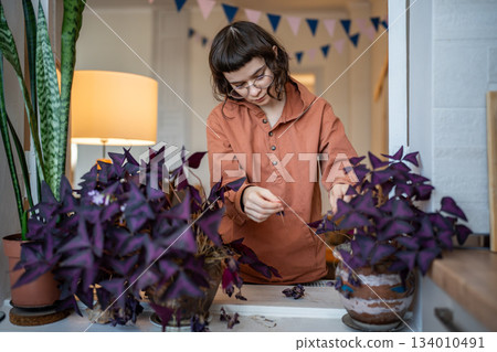 Girl plant lover removing dry purple leaves of Oxalis plants at home. 134010491