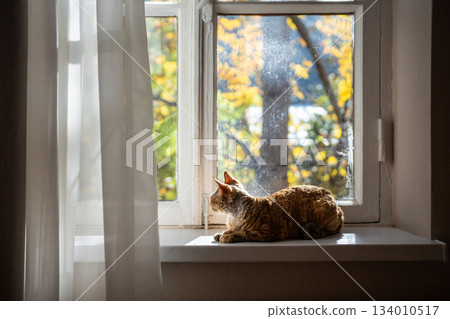 Lovely short-haired pedigree cat Devon rex lying on windowsill, warming in sun, looking into street 134010517
