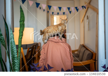 Pet owner amusing, playing with beloved cat Devon Rex, holding, riding favourite animal on back 134010530