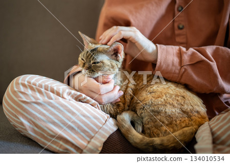 Purring sleepy cat lying on caring pet owner laps of pleasure of stroking. Domestic animal therapy. 134010534
