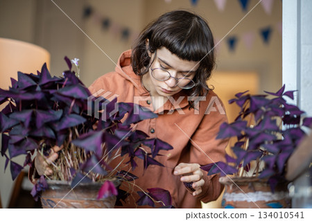 Girl removing dry purple leaves of Oxalis plants at home with dry air from heating. 134010541
