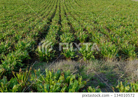 A large farm field is growing rows of sugar beets. The green leafy plants are spaced evenly. Some dry vegetation is visible between the rows of crops during daytime. A large farm field is growing rows of sugar beets. The green leafy plants are spaced evenly. Some dry vegetation is visible between the rows of crops during daytime. 134010572