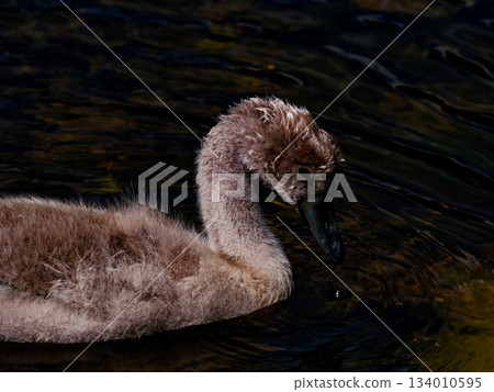 A portrait of a cygnet, focused on its gentle expression as it navigates the water with grace. 134010595