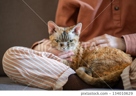 Sleepy breed cat lying on pet owner knees. Pet performing function of antistress, emotional therapy 134010629