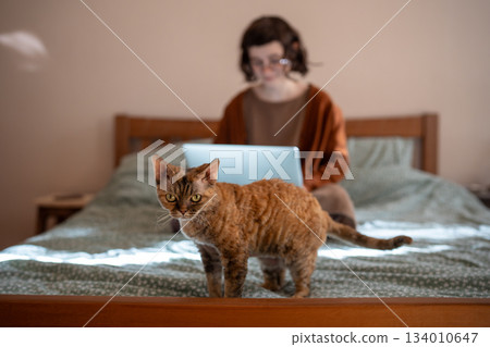 Devon Rex cat looking at camera standing in bed while teen girl studying on laptop on background. 134010647