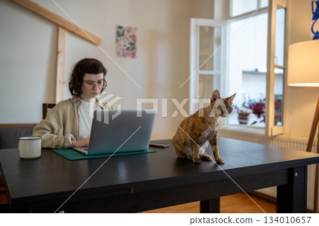 Devon rex cat sitting on table, waiting for amusement while pet owner works on computer, studies 134010657