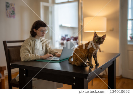 Breed cat Devon rex sitting on table, wants playing while pet owner works on computer, studies 134010692