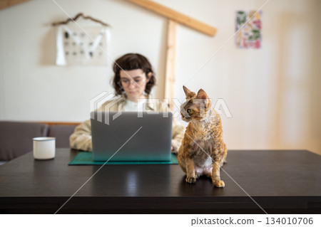 Devon rex cat sitting on table, waiting for amusement while pet owner works on computer, studies 134010706