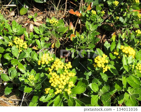 海岸植物海菊的黃色花朵 134011016