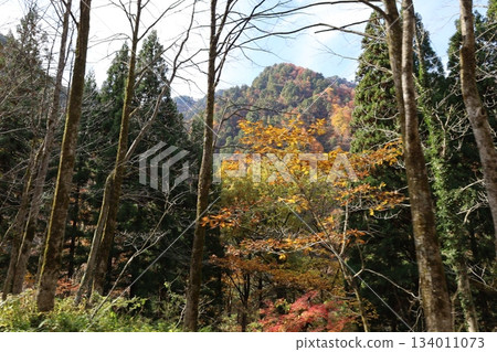 黑部鐵道：從電車上拍攝的秋葉染紅的山巒 134011073