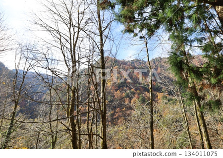 黑部鐵道：從電車上拍攝的秋葉染紅的山巒 134011075