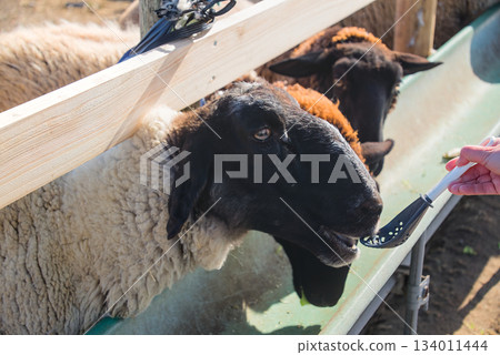 岩沼綿羊村的綿羊們吃東西時的可愛表情 岩沼綿羊村的綿羊們吃東西時的可愛表情 134011444