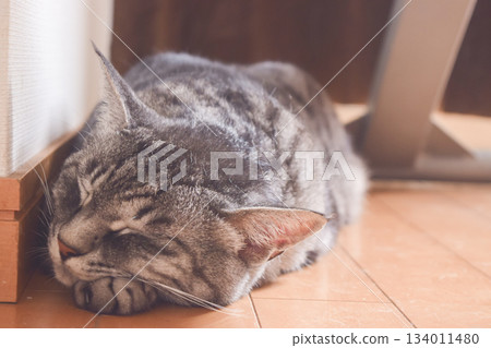 貓咪舒服地睡在地板上 貓咪舒服地睡在地板上 134011480