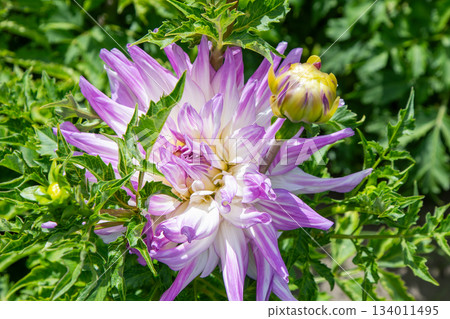 Dahlia flowers in the garden. Violet purple pink Green leaves color flower bud. Petal Plant bloom 134011495