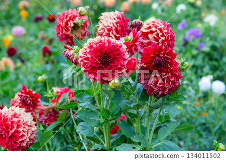Dahlias flowers bush in the garden. Red color flower bud. Petal Plant bloom 134011502