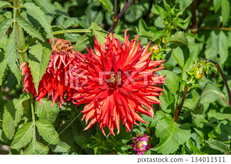 Dahlia flowers bush in the garden. Red color flower bud. Petal Plant blooming Dahlia flowers bush in the garden. Red color flower bud. Petal Plant blooming 134011511